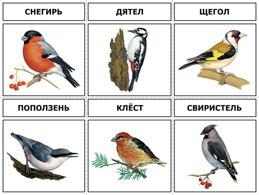 Зимующие птицы