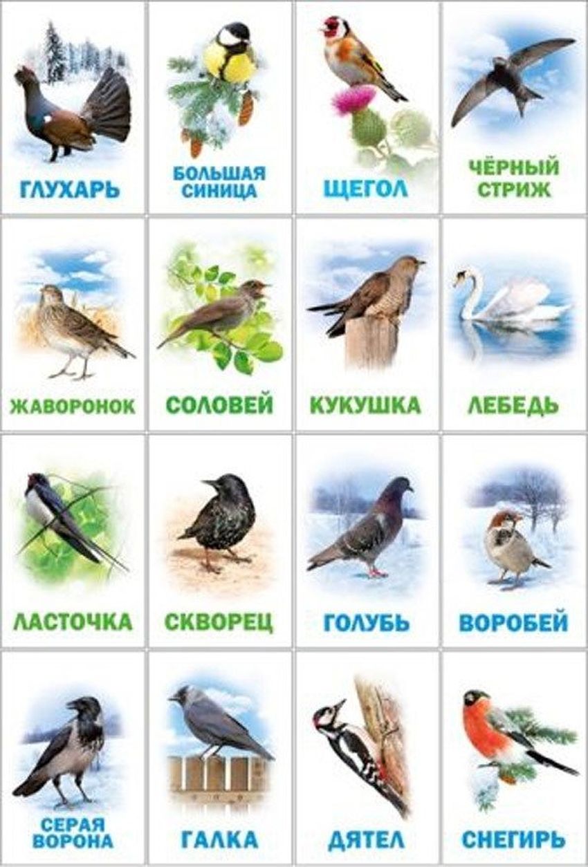 Карточки птицы