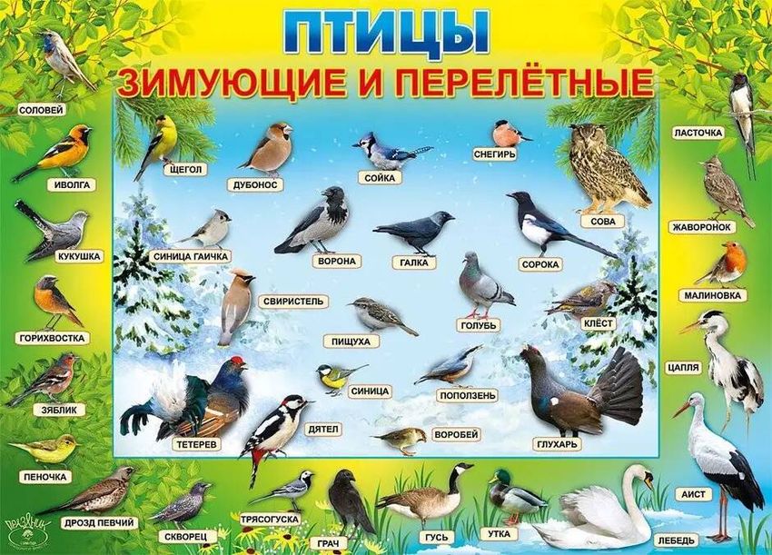 Перелетные и зимующие птицы для детей