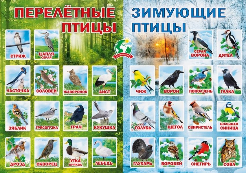 Перелетные и зимующие птицы