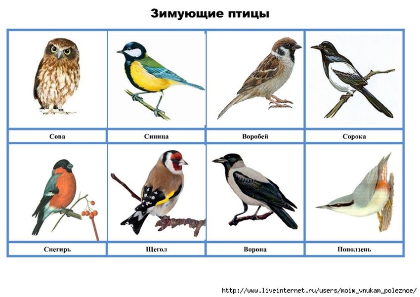 Зимующие птицы