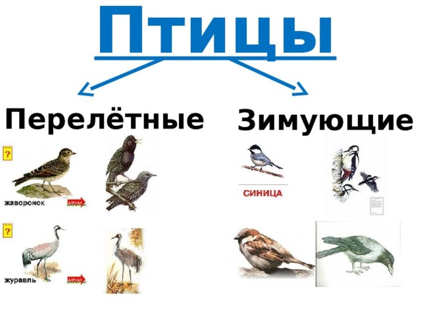 Перелетные птицы и зимующие птицы для детей