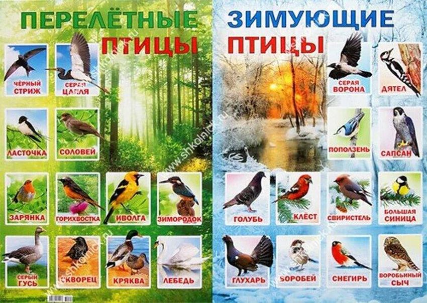Зимующие птицы россии