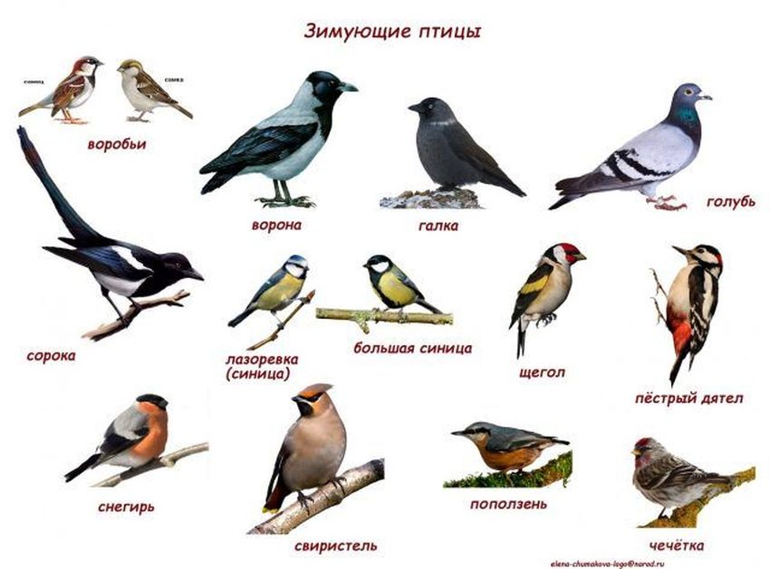 Синица сорока воробей ворона снегирь зимующие птицы