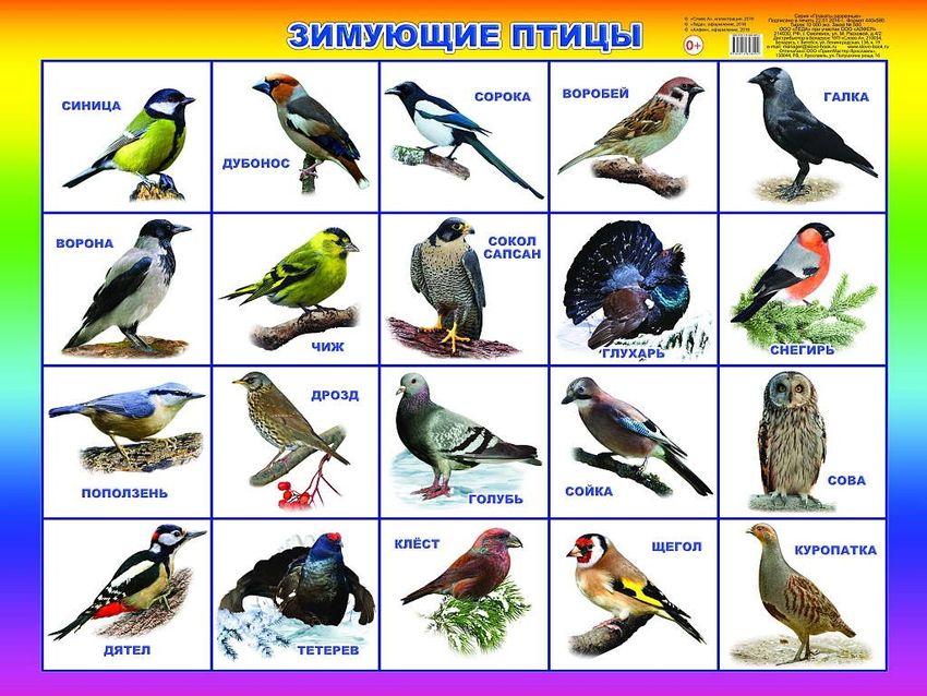 Зимующие птицы россии