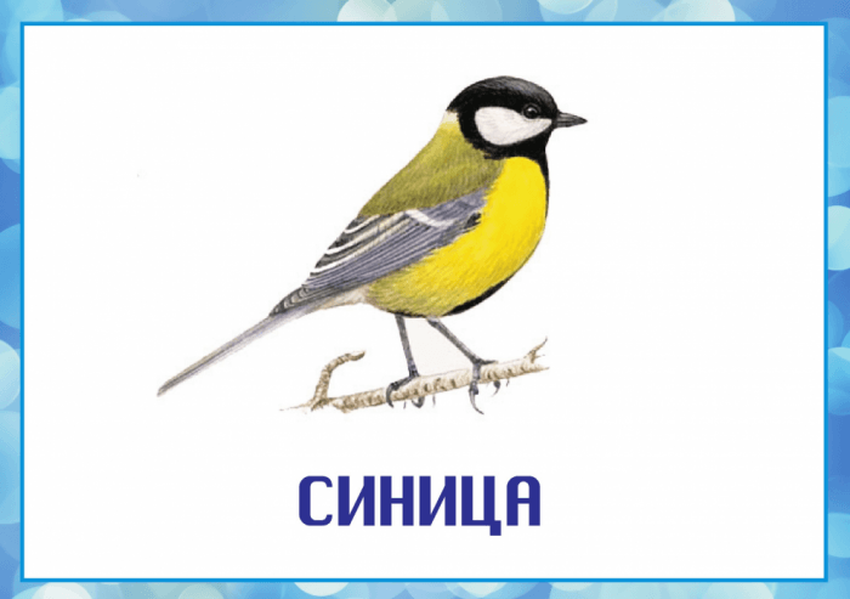 Большая синица