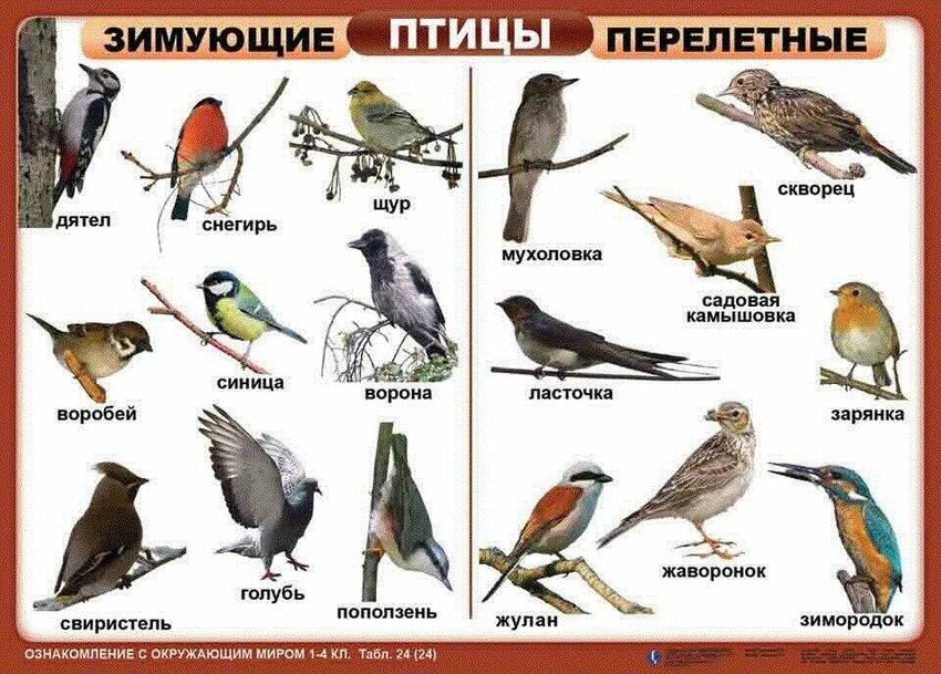 Зимующие птицы и перелетные