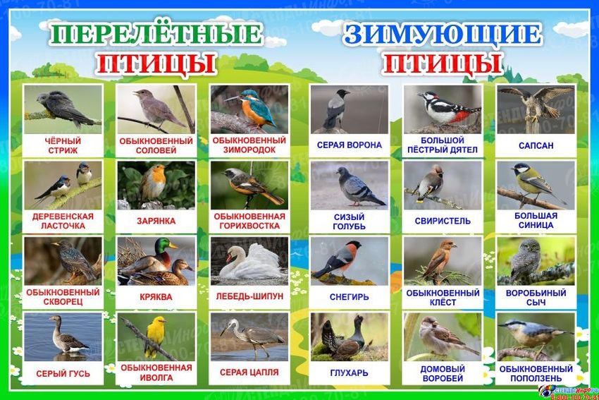 Птицы россии зимующие и перелетные птицы