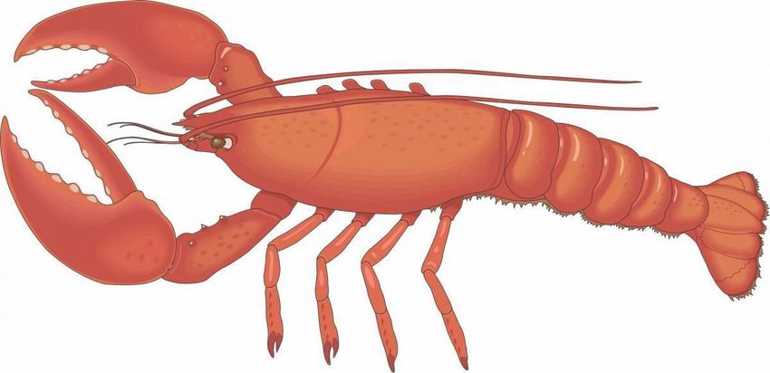 Морепродукты Омар лангуст