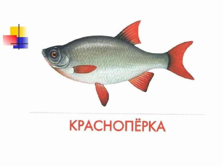 Речная рыба красноперка