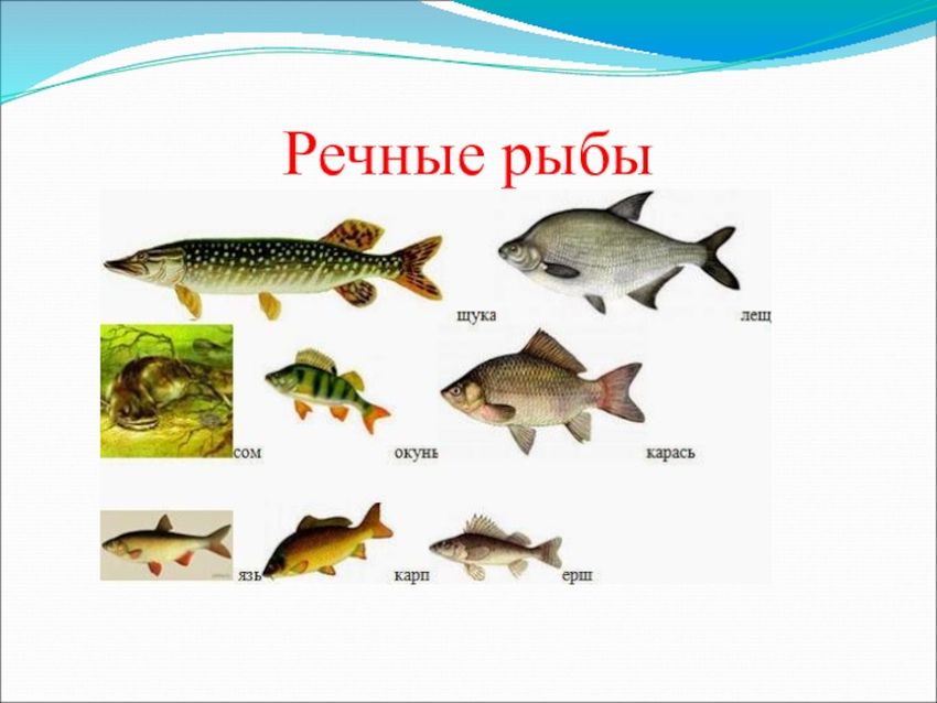 Рыбы речные