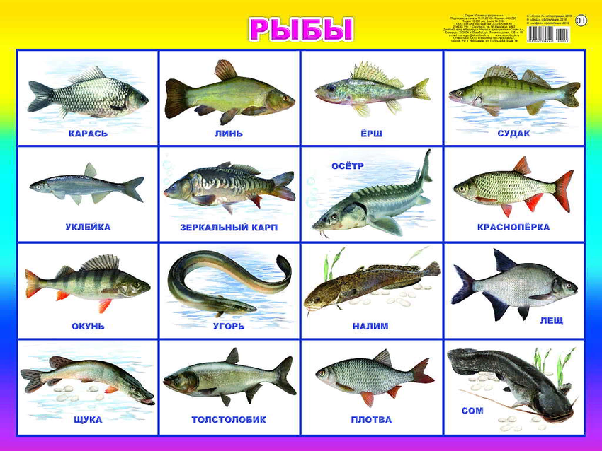 Мелкая речная рыба