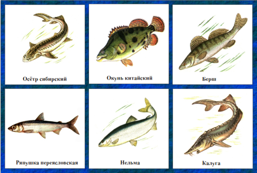 Рыбы речные