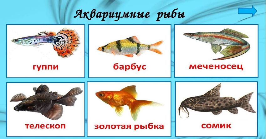 Рыбки для детей с названиями