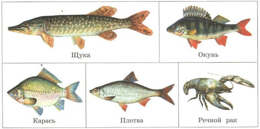 Щука и карась