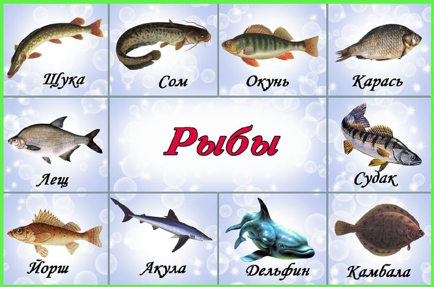 Карточки рыбы для детей