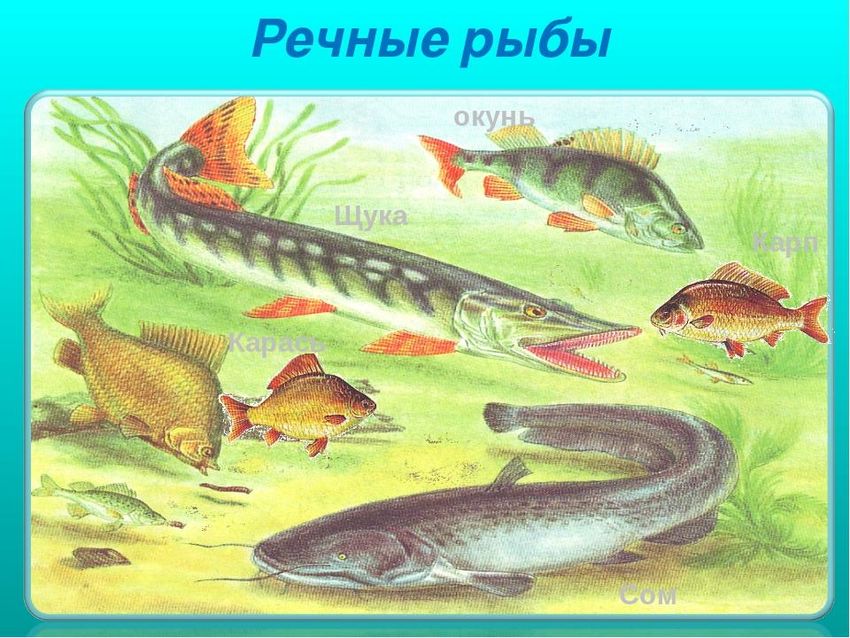 Пресноводные рыбы