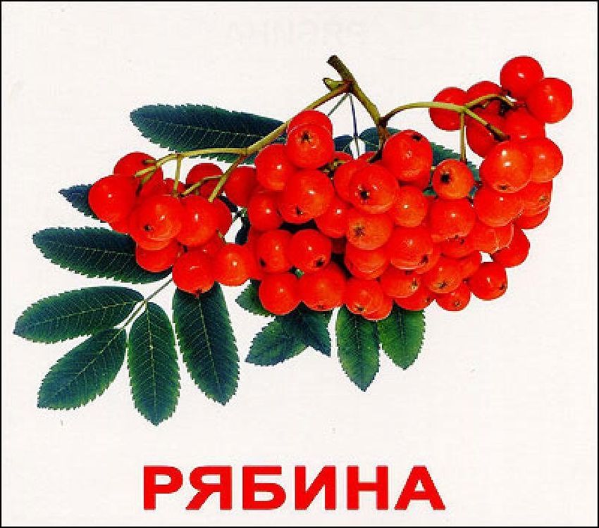 Рябина красная