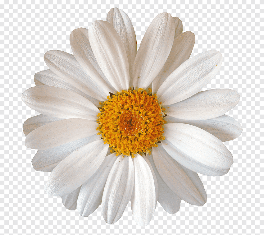 Ромашка Ромашка белая