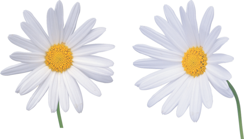 Ромашка на белом фоне Ромашка