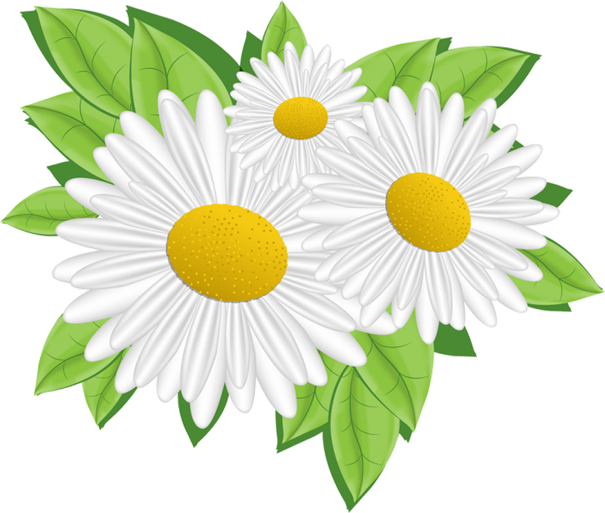 Клипарт ромашки на прозрачном фоне Клипарт ромашка