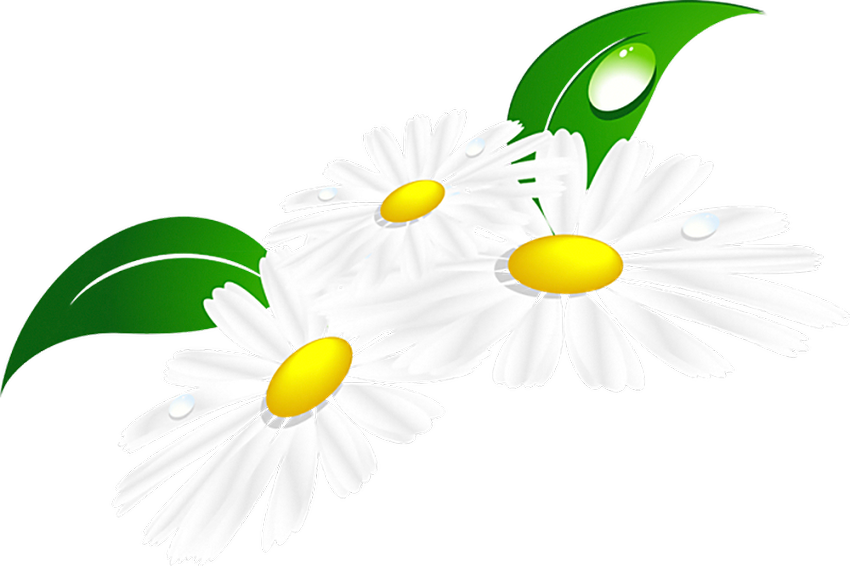 Клипарт ромашки на прозрачном фоне Клипарт ромашка