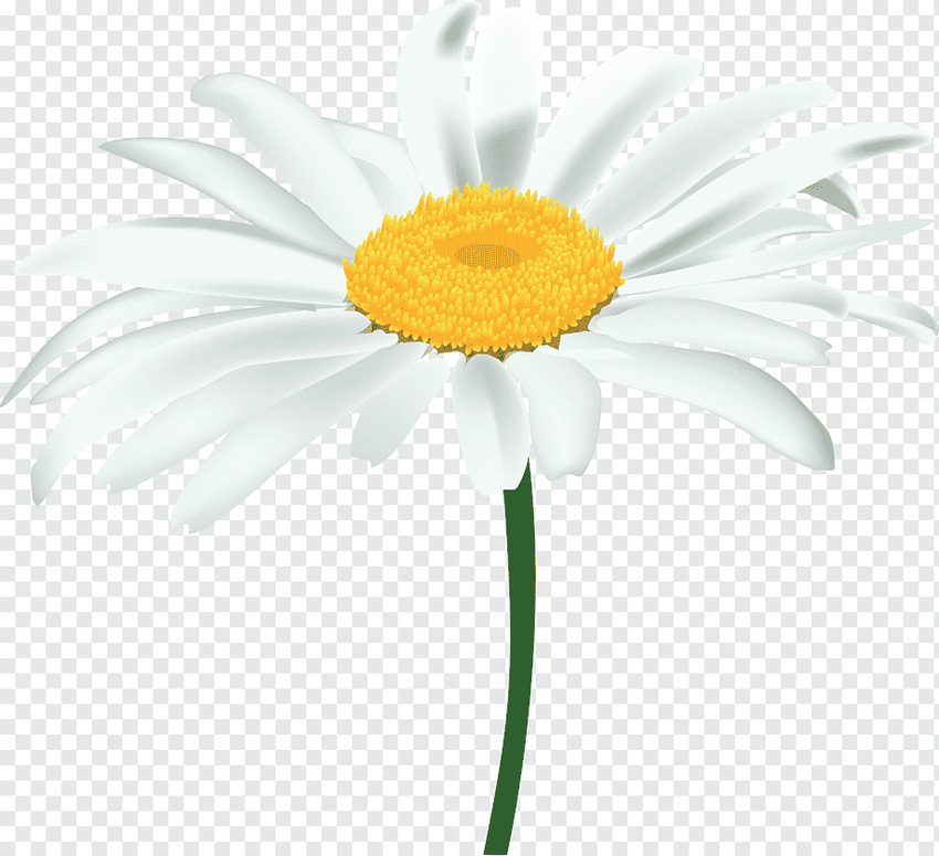 Ромашка на белом фоне Ромашка