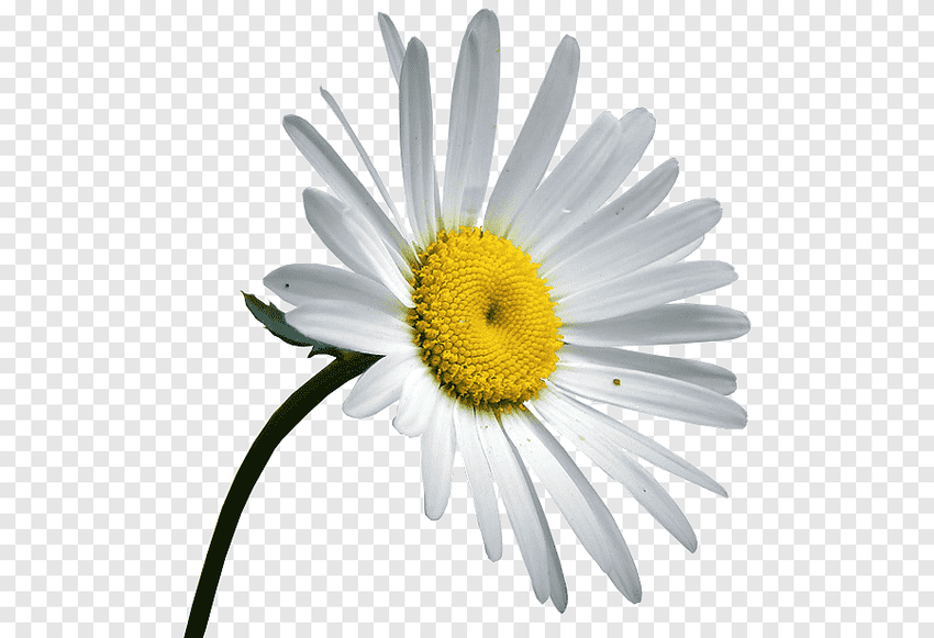 Ромашка Ромашка без фона