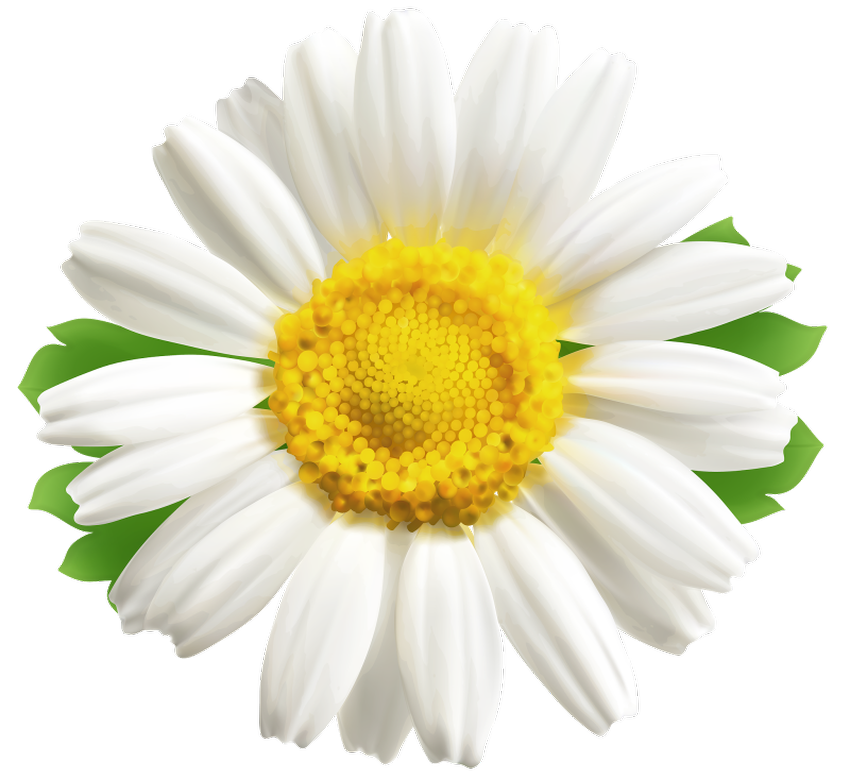 Ромашка на белом фоне Ромашка на прозрачном фоне