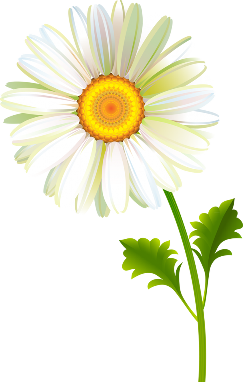 Ромашка Ромашка без фона