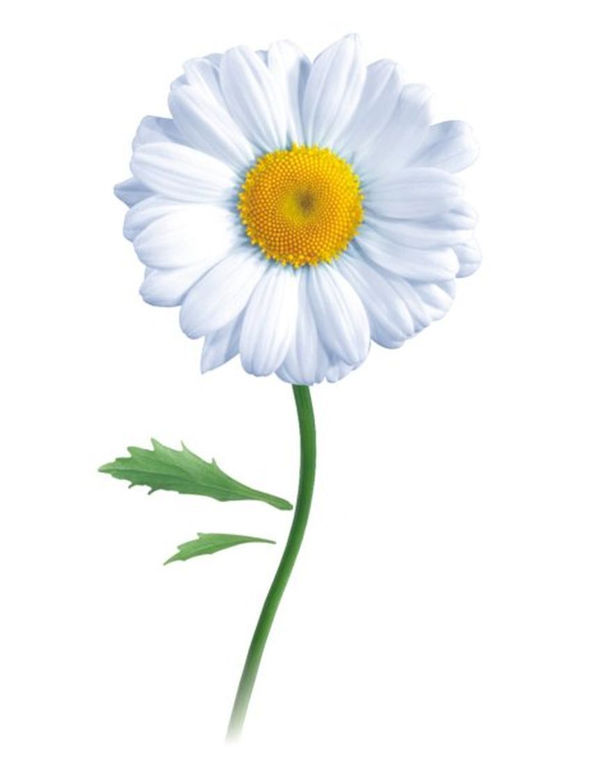Ромашка Ромашка на белом фоне