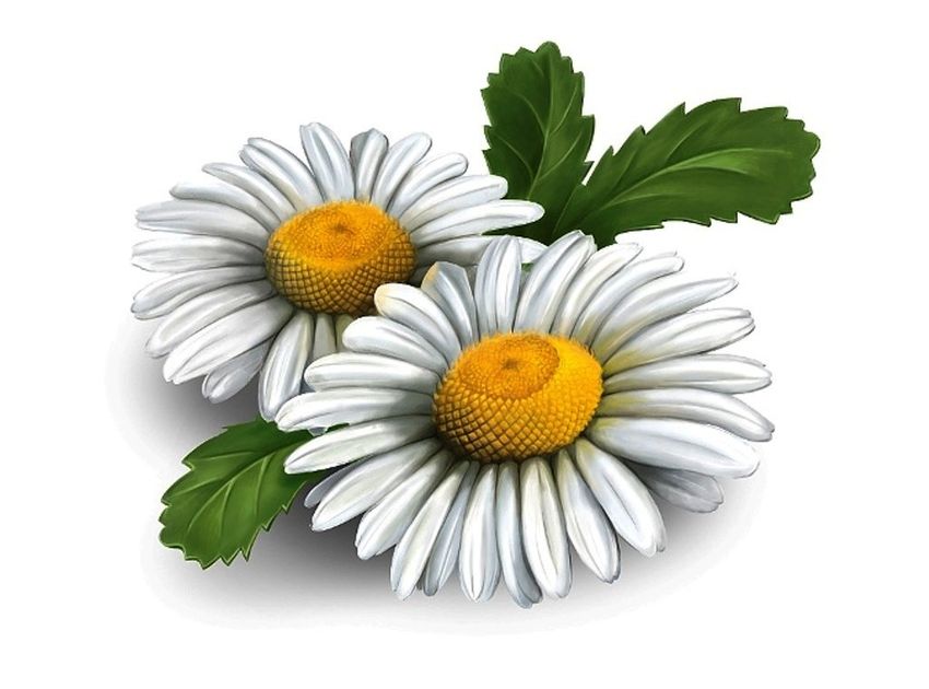 Ромашка на белом фоне Ромашка