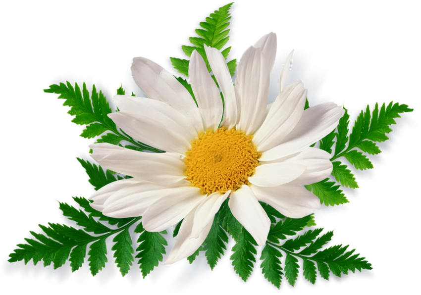 Camomile ромашка Клипарт ромашки на прозрачном фоне