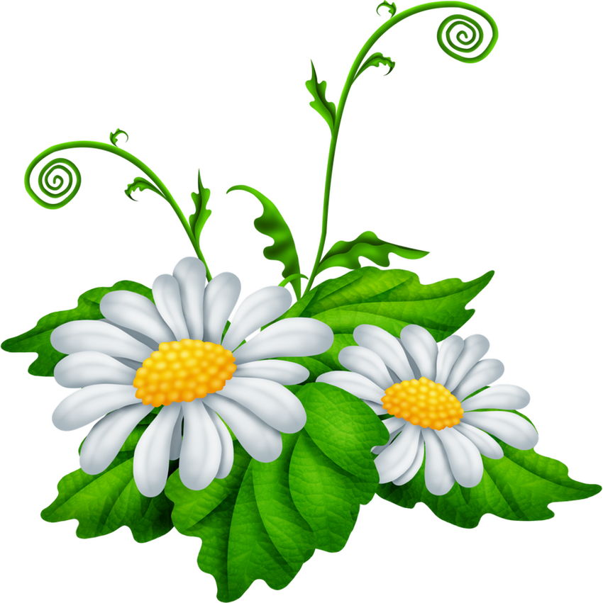 Клипарт ромашки на прозрачном фоне Ромашка