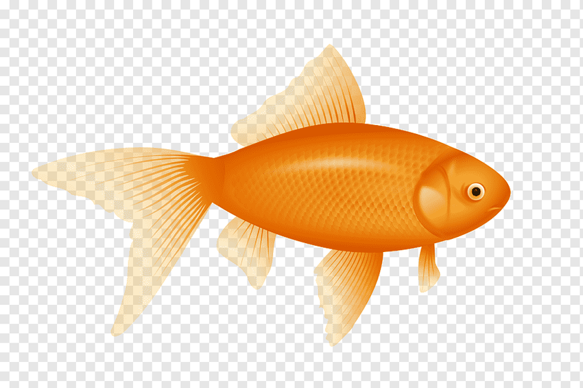 Рыбка на белом фоне