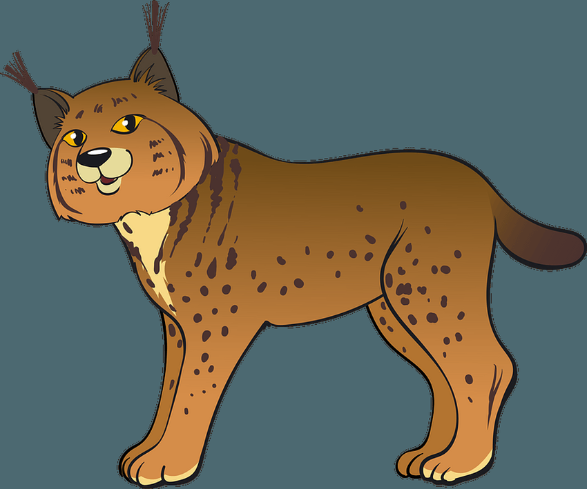 Рысь Рысь клипарт