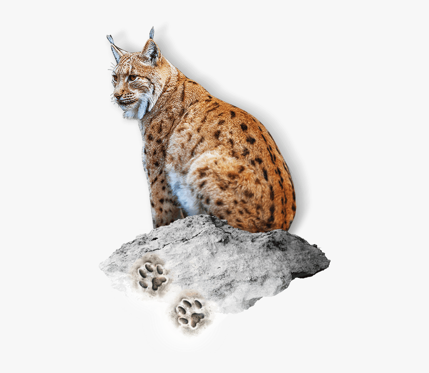 Рысь Рысь на белом фоне