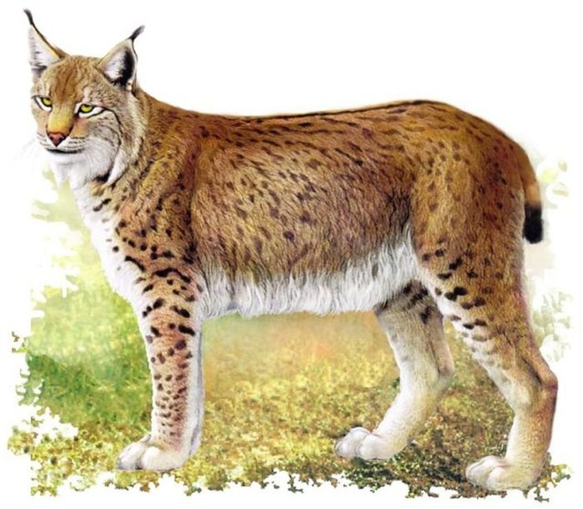 Рысь обыкновенная lynx lynx linnaeus, 1758 Рысь