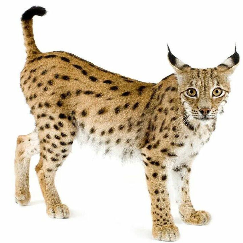 Рысь Рысь на белом фоне