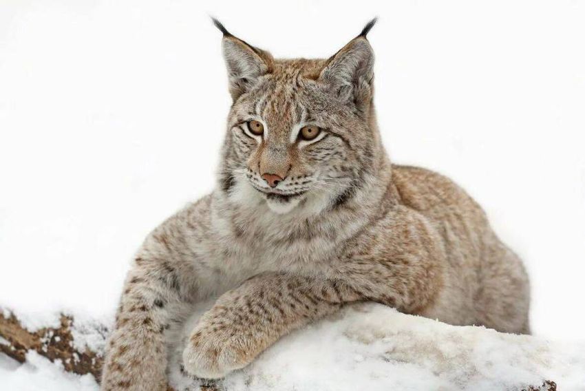 Рысь Рысь обыкновенная