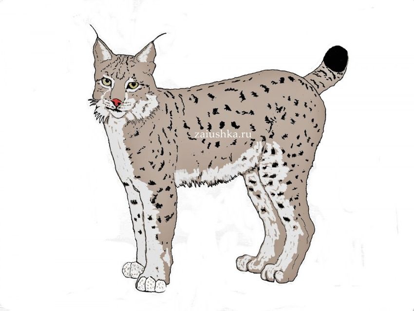Рысь рисунок Рысь рисунок для детей
