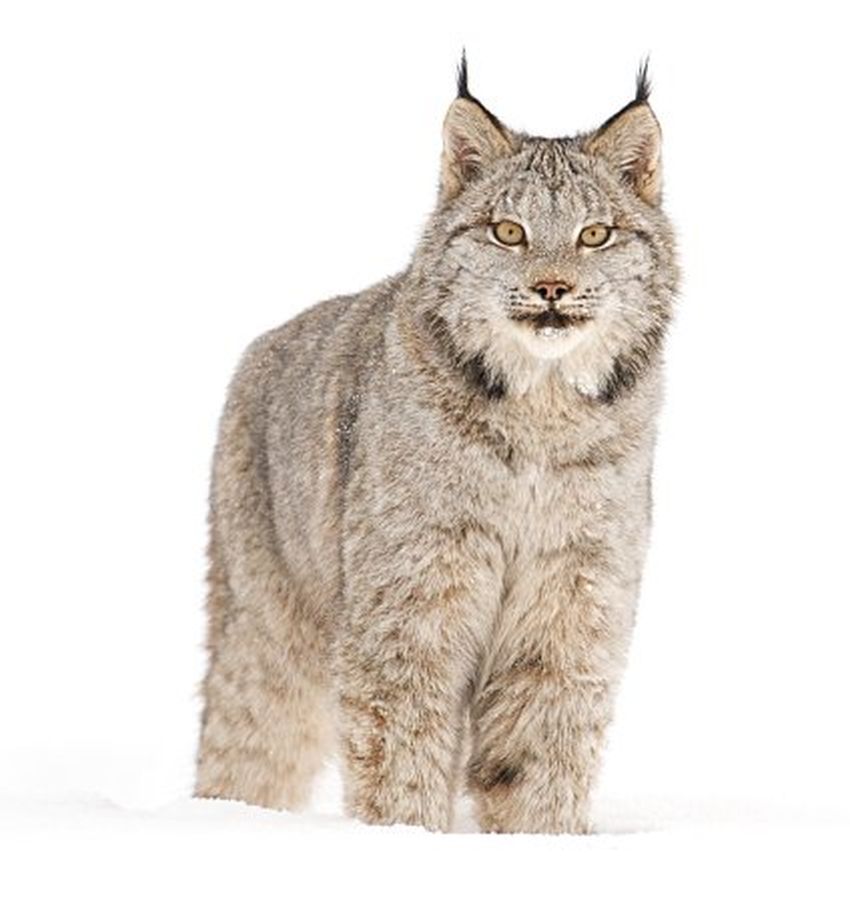 Рысь Канадская рысь