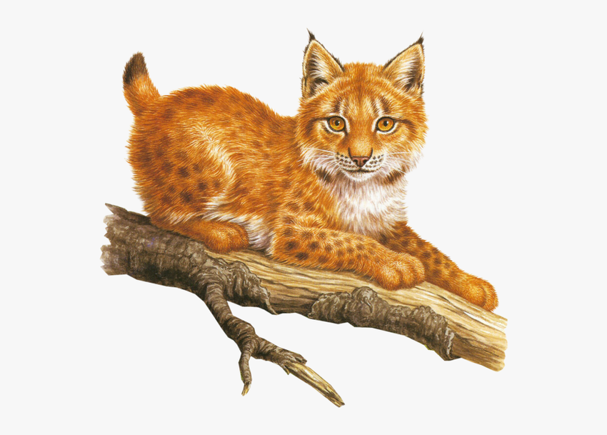 Рысь Обыкновенная рысь