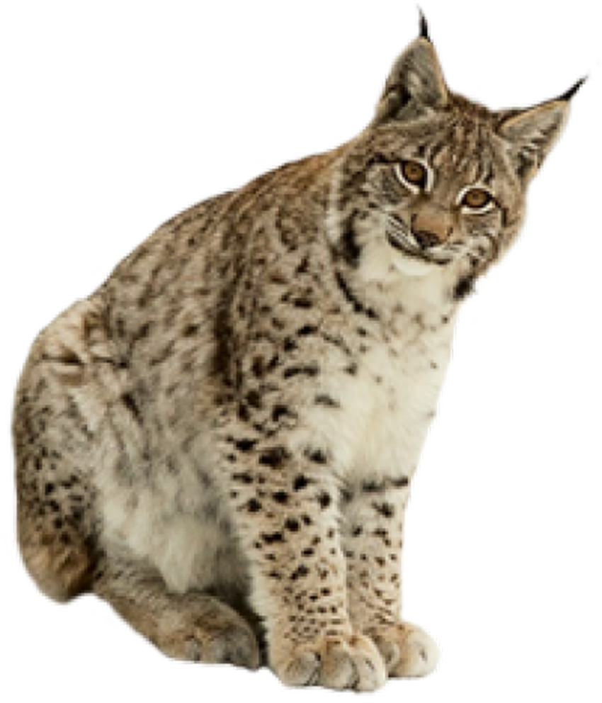 Рысь Рысь обыкновенная