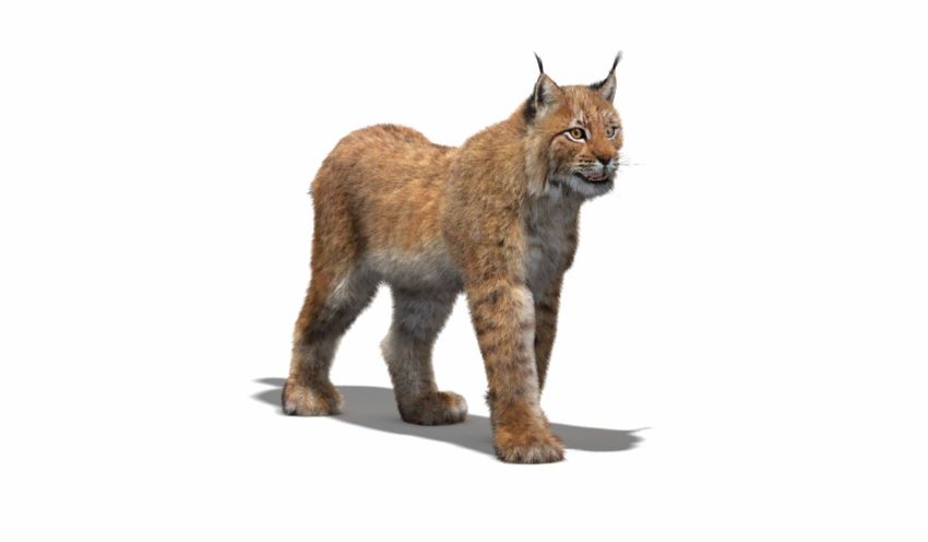 Рысь Рысь на белом фоне