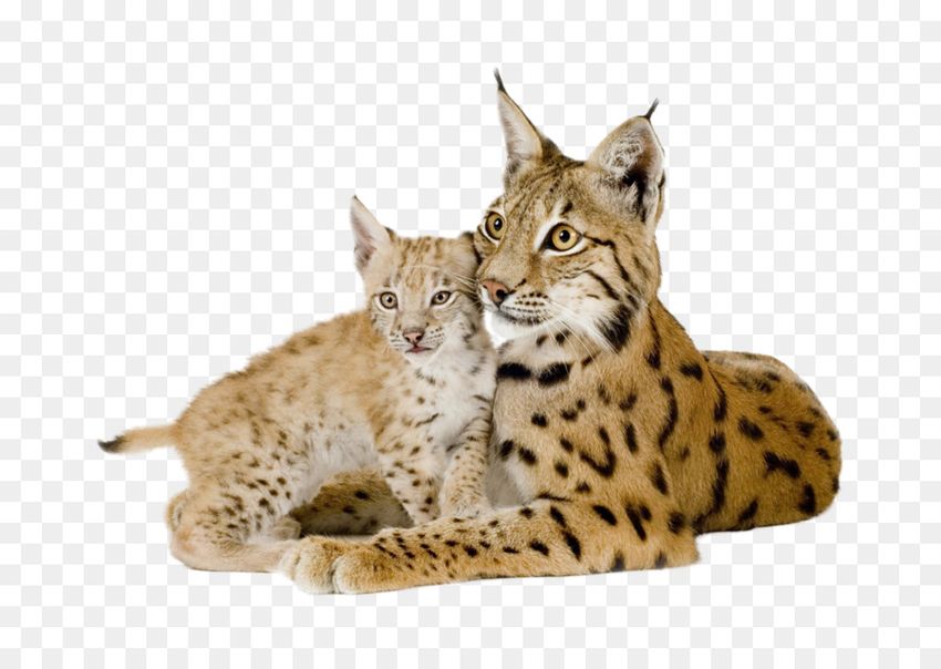 Рысь Рысь на белом фоне