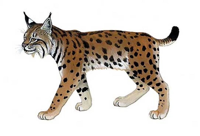 Рысь Рысь рысь