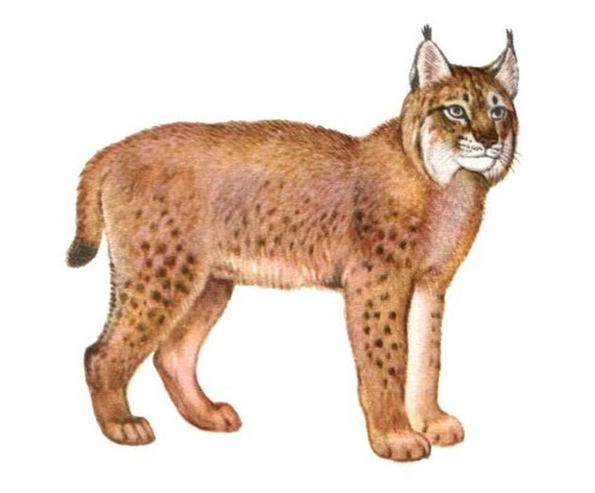 Рысь обыкновенная Рысь на белом фоне