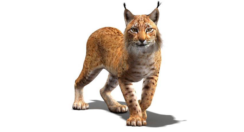 Рысь Рысь на белом фоне