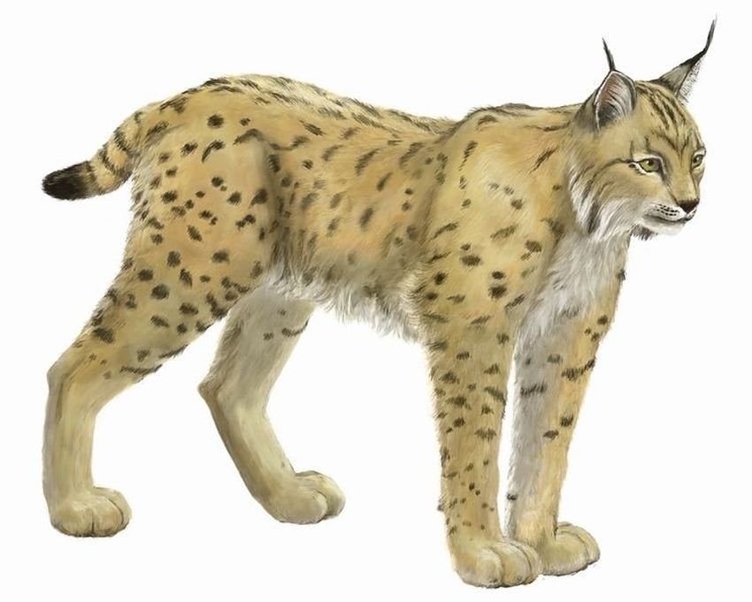 Рысь Рысь на прозрачном фоне